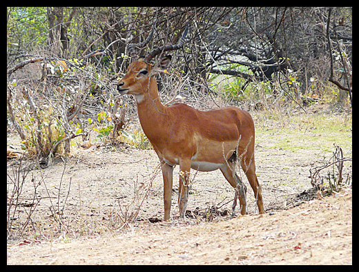 impala